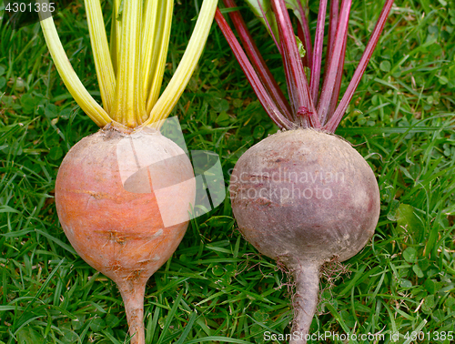 Image of Rainbow and standard varieties of beetroot 