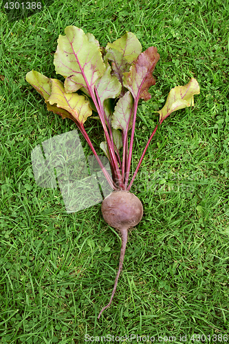 Image of One freshly picked red beetroot 