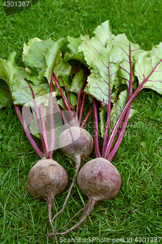 Image of Three red beetroot with purple stalks and green leaves