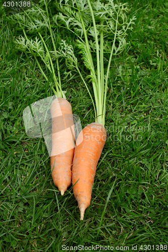 Image of Orange carrots with long frondy foliage