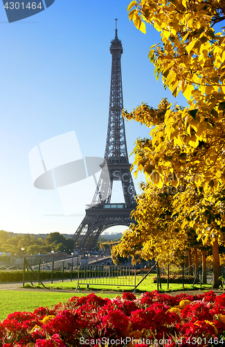 Image of Flower and Eiffel Tower in autumn