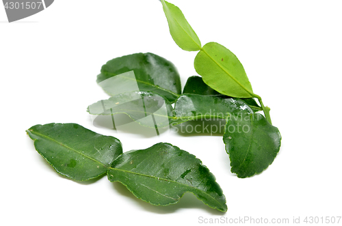 Image of Bergamot kaffir lime leaves 