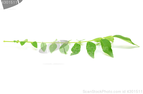 Image of Bunch of curry leaves