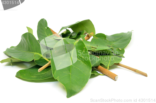 Image of Indonesian Bay Leaf