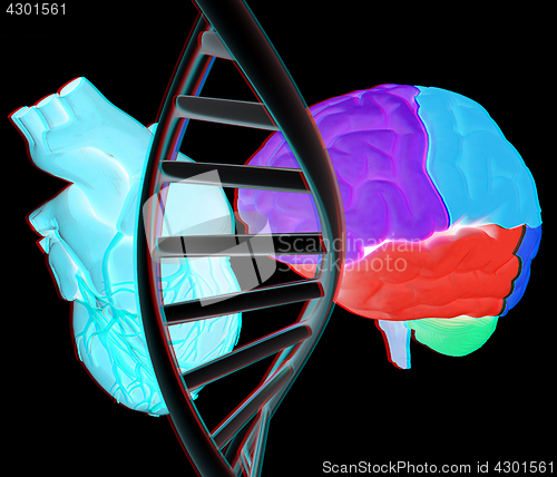 Image of DNA, brain and heart. 3d illustration. Anaglyph. View with red/c