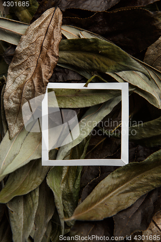 Image of Photo of old dry leaves with white frame in middle