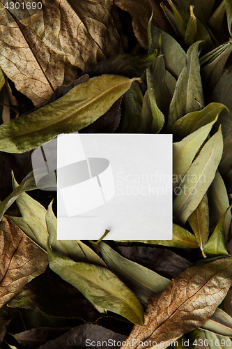 Image of Leaves with place for inscription