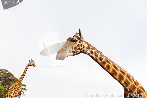 Image of giraffes in africa