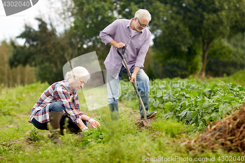 Image of senior couple working in garden or at summer farm