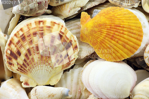 Image of Sea Shells