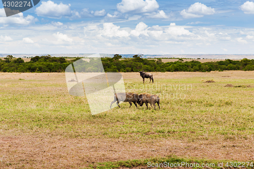 Image of warthogs fighting in savannah at africa