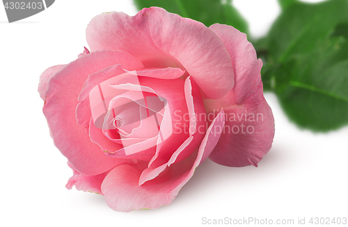 Image of Closeup of rose flower rotated