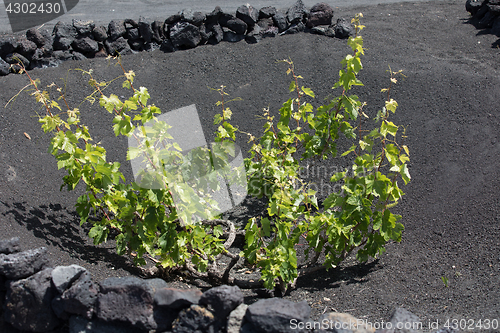 Image of Wine grapes grow on logs in the lava sands of Lanzarote.
