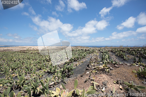 Image of A large and important cactus plantation on Lanzarote.