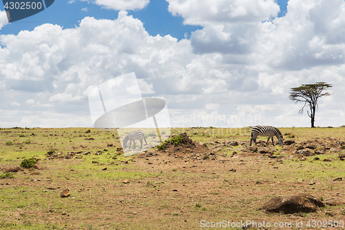 Image of herd of zebras grazing in savannah at africa