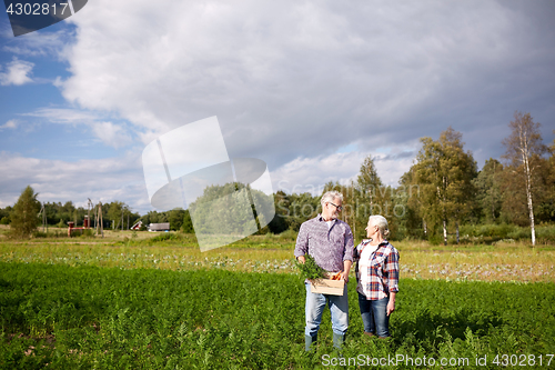 Image of senior couple with box picking carrots on farm