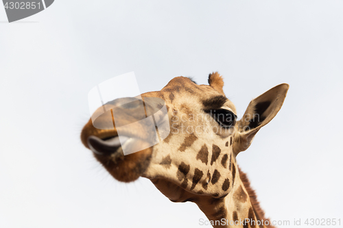 Image of close up of giraffe head