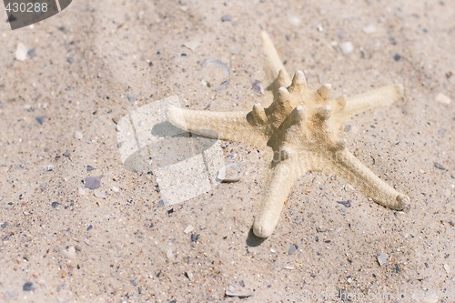 Image of starfish