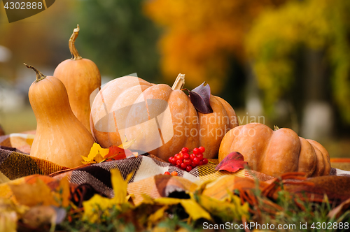 Image of Autumn thanksgiving still life with pumpkins