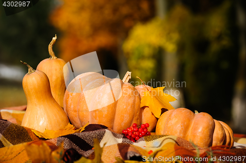 Image of Autumn thanksgiving still life with pumpkins