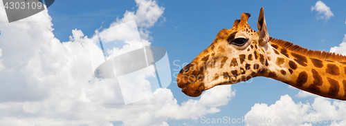 Image of giraffe head over blue sky and clouds background