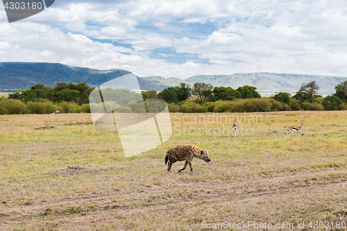 Image of hyena and thomsons gazelles in savannah at africa