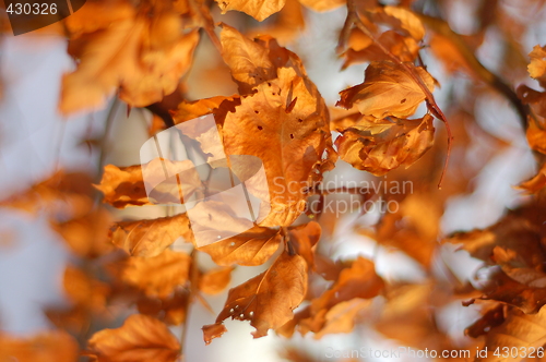 Image of Autumn leaves