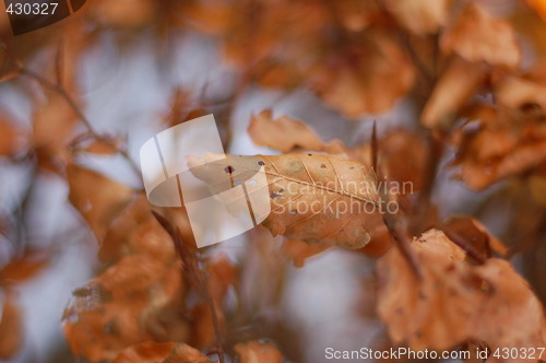 Image of leaves