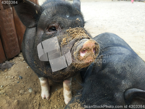 Image of two black pigs