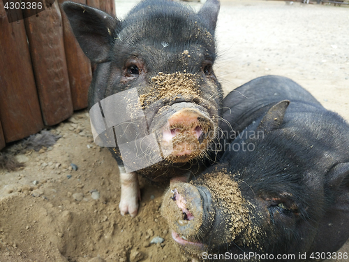 Image of two black pigs