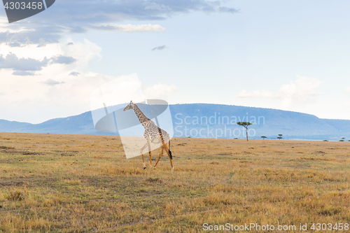 Image of giraffe in savannah at africa