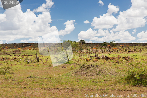 Image of impala or antelopes grazing in savannah at africa