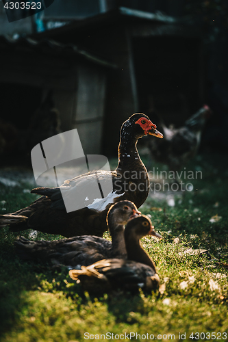 Image of Flock of ducks in backyard