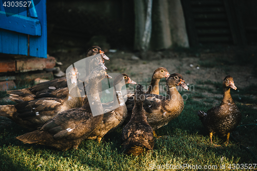 Image of Flock of ducks in backyard