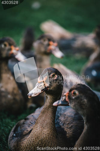 Image of Flock of ducks in backyard