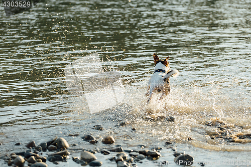 Image of Dog running in water of sea