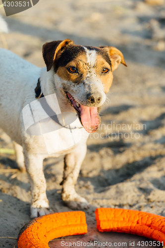 Image of Adorable dog posing on beach