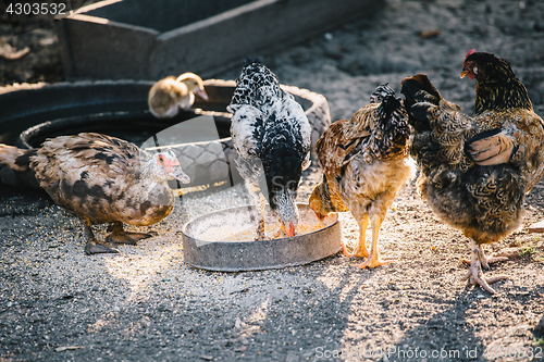 Image of Livestock eating in yard