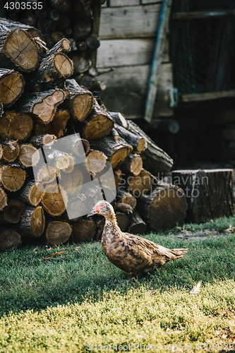 Image of Flock of ducks in backyard