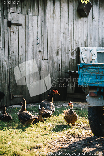 Image of Flock of ducks in backyard