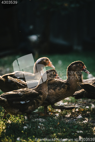 Image of Flock of ducks in backyard