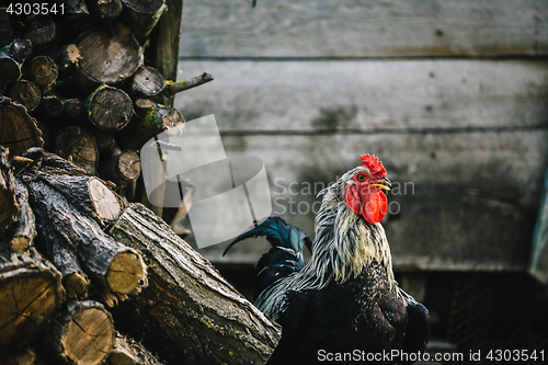 Image of Colorful rooster in yard