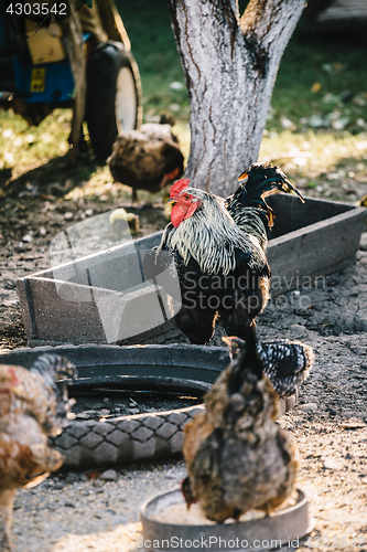 Image of Hens in backyard feeding