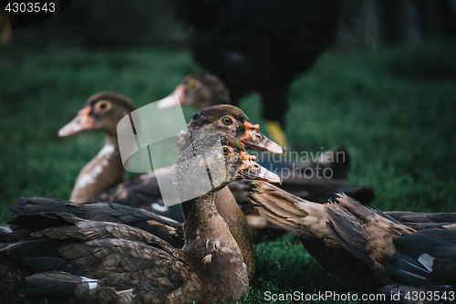 Image of Flock of ducks in backyard