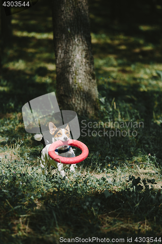 Image of Dog running with toy in woods