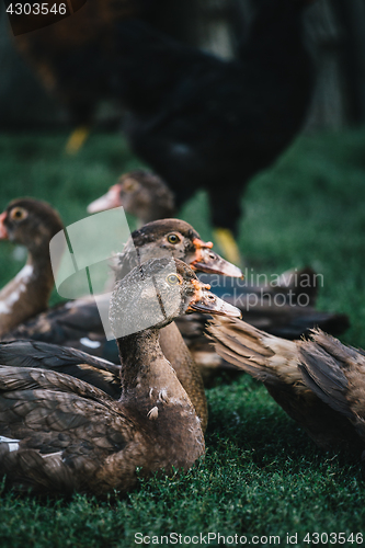 Image of Flock of ducks in backyard