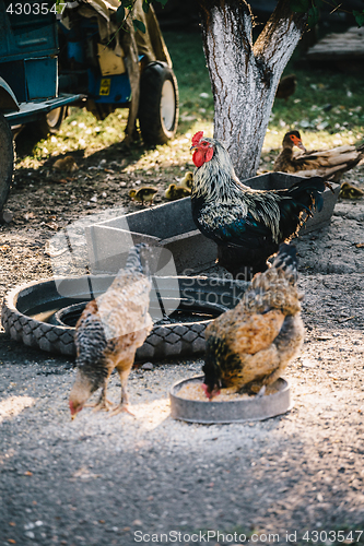 Image of Hens in backyard feeding