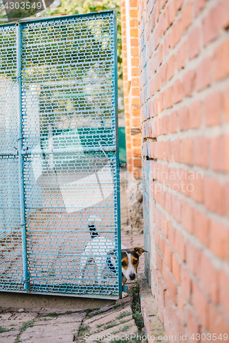 Image of Dog looking out of fence