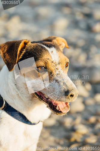 Image of Adorable dog posing on beach