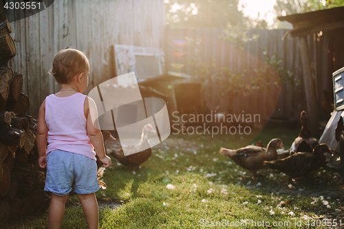 Image of Little boy walking in farm yard